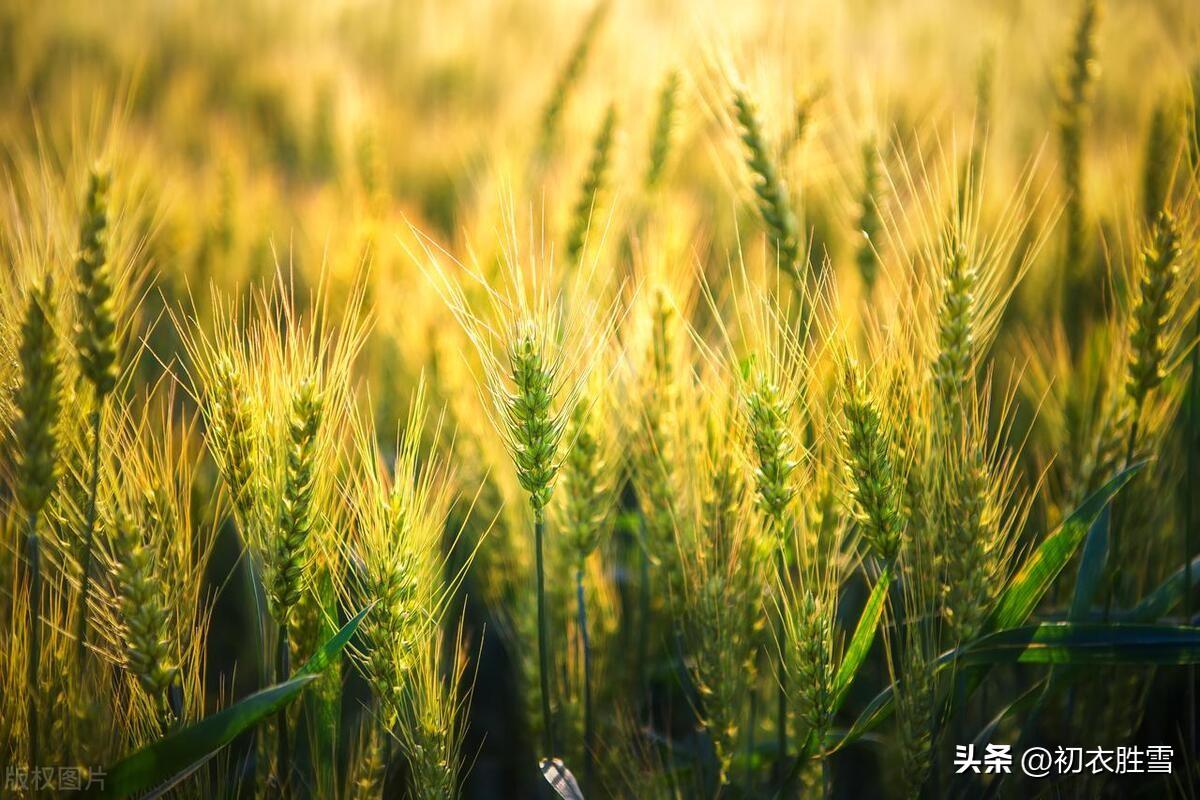 早夏麦秋古诗五首（梅子已黄蚕已熟，四月轻寒正麦秋）