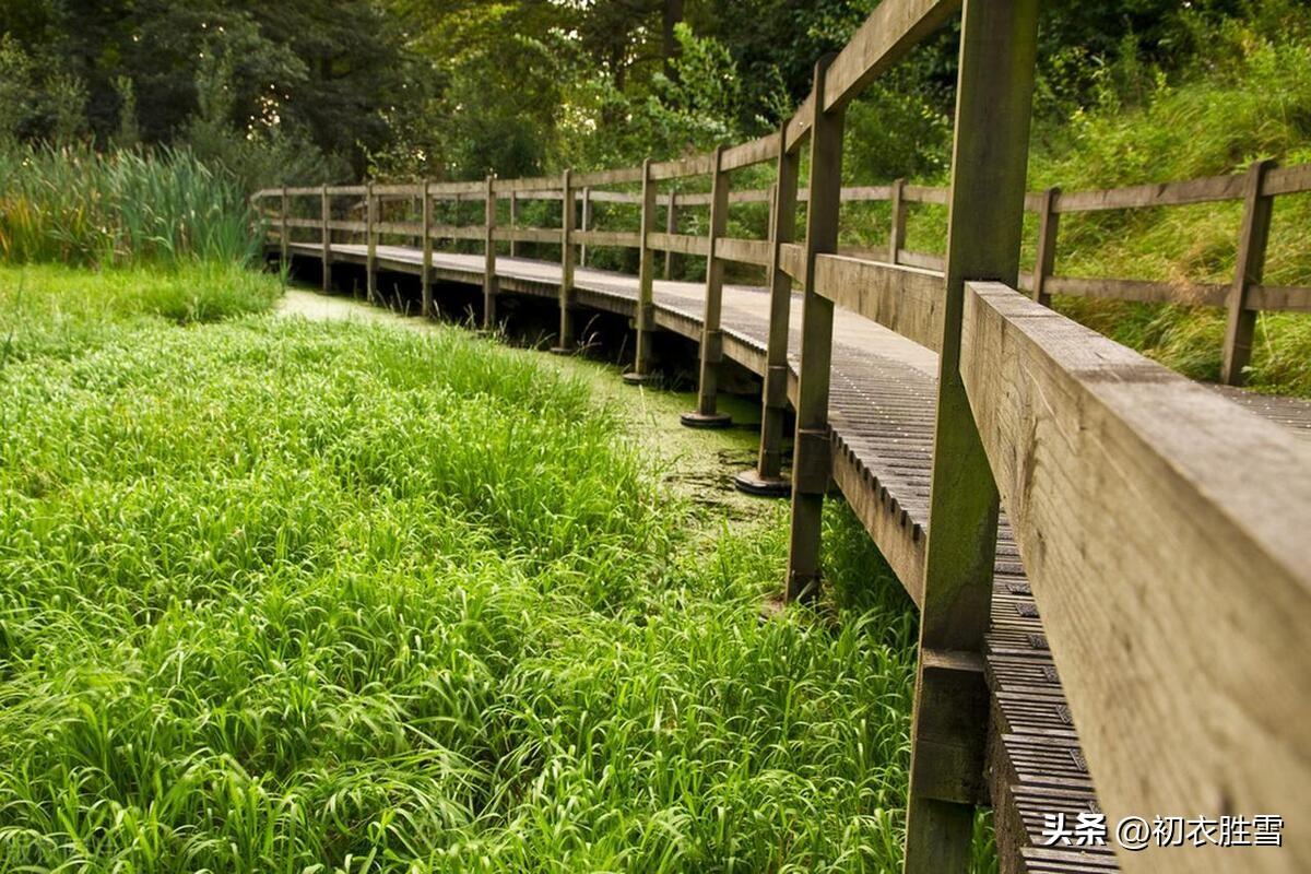 笋抽八九尺，荷生三四枝（立夏美景古诗五首）