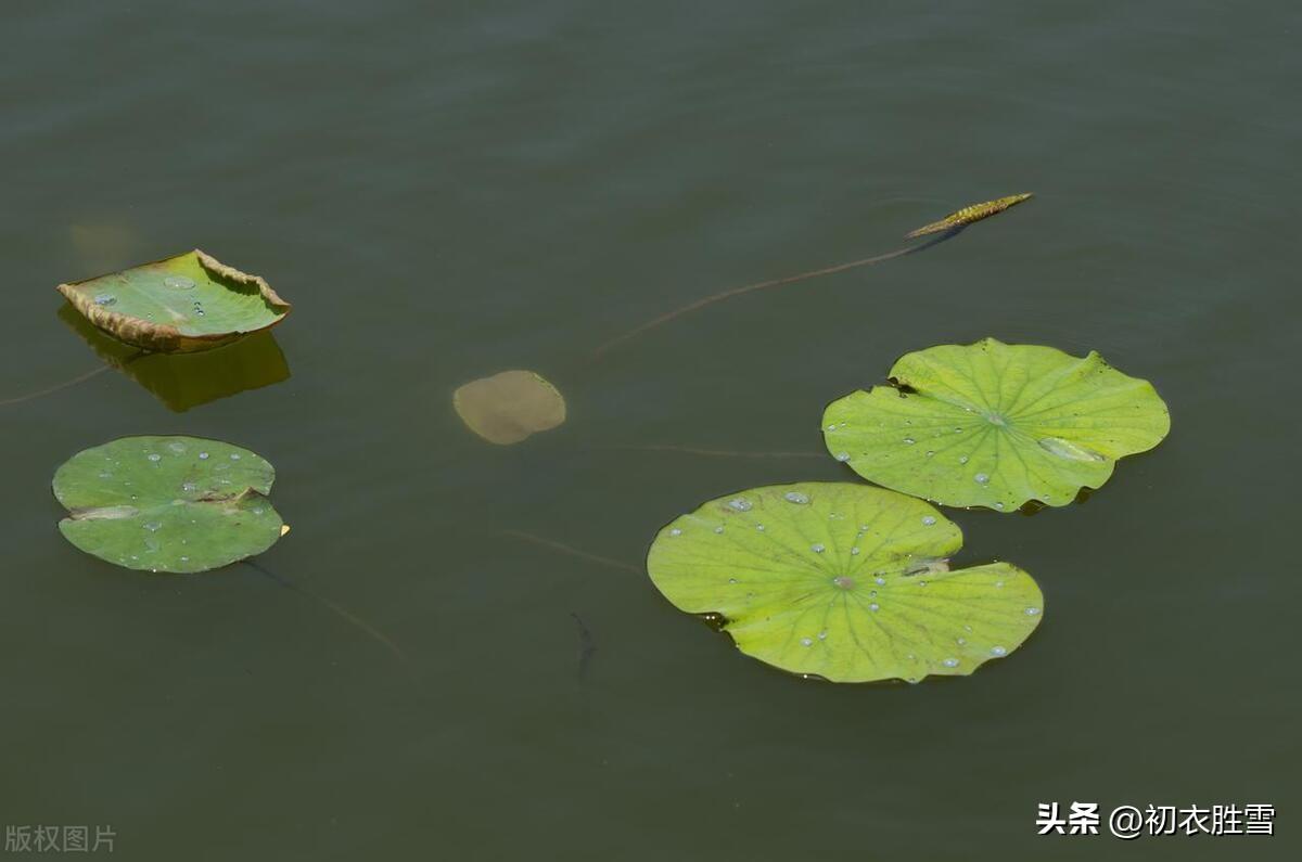 笋抽八九尺，荷生三四枝（立夏美景古诗五首）