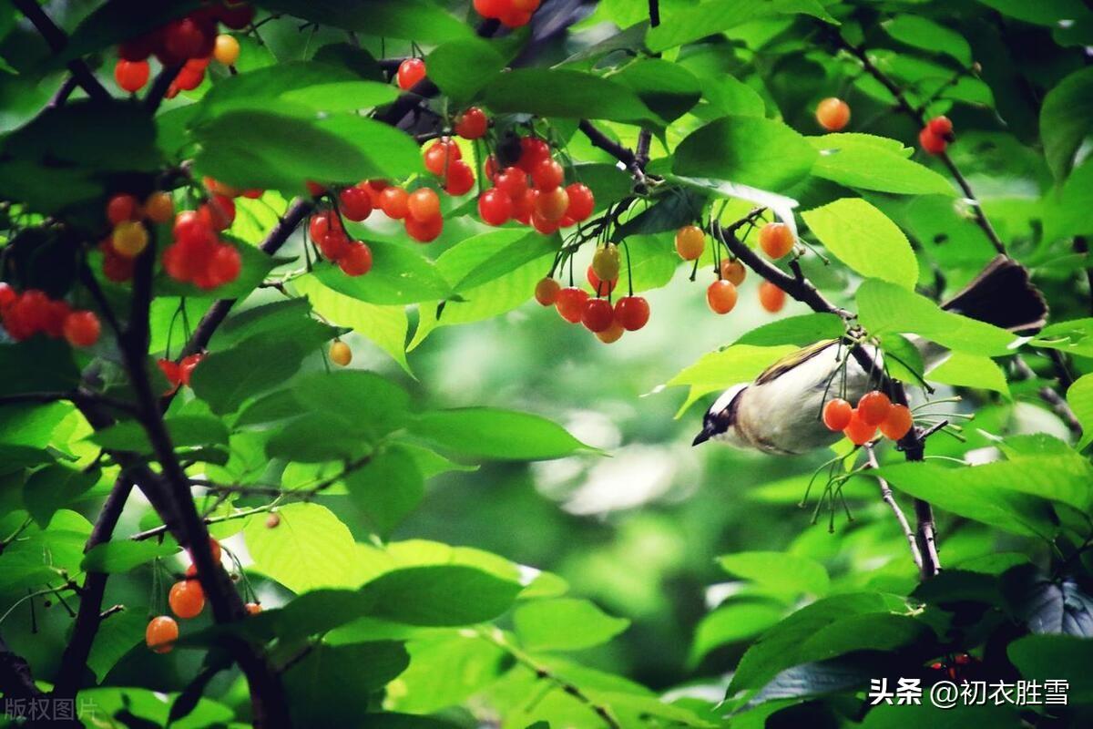 早夏樱桃诗词五首（四月园林春去后，樱桃色照银盘溜）