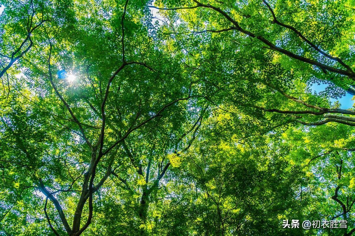 四月维夏，谈谈夏季（立夏四首唯美诗词）