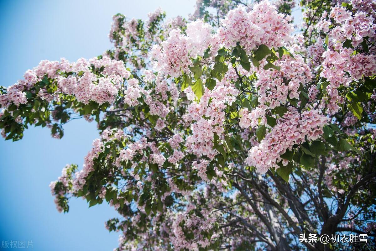 晚春楸树花六首古诗（要取楸花媚远天，看吐高花一万层）