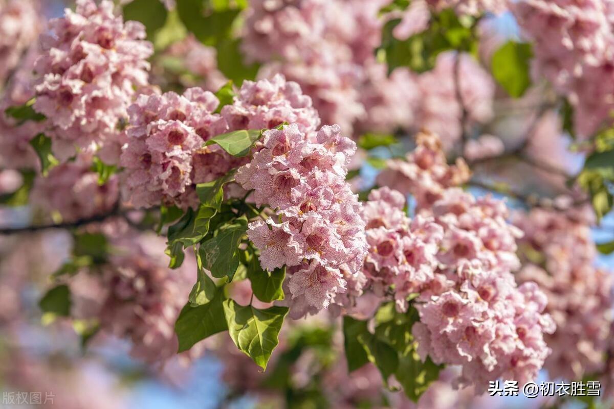 晚春楸树花六首古诗（要取楸花媚远天，看吐高花一万层）