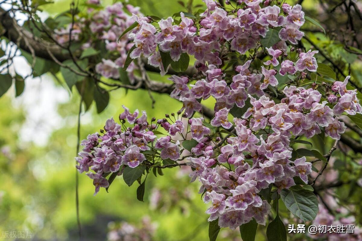 晚春楸树花六首古诗（要取楸花媚远天，看吐高花一万层）