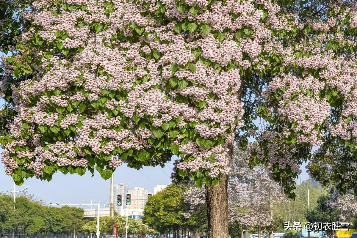 晚春楸树花六首古诗（要取楸花媚远天，看吐高花一万层）