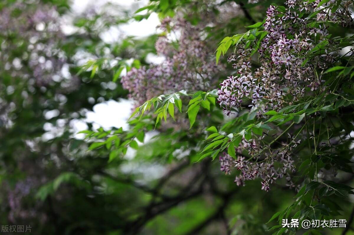 晚春楝花古诗五首（谷雨秧芽动，楝风花信来）