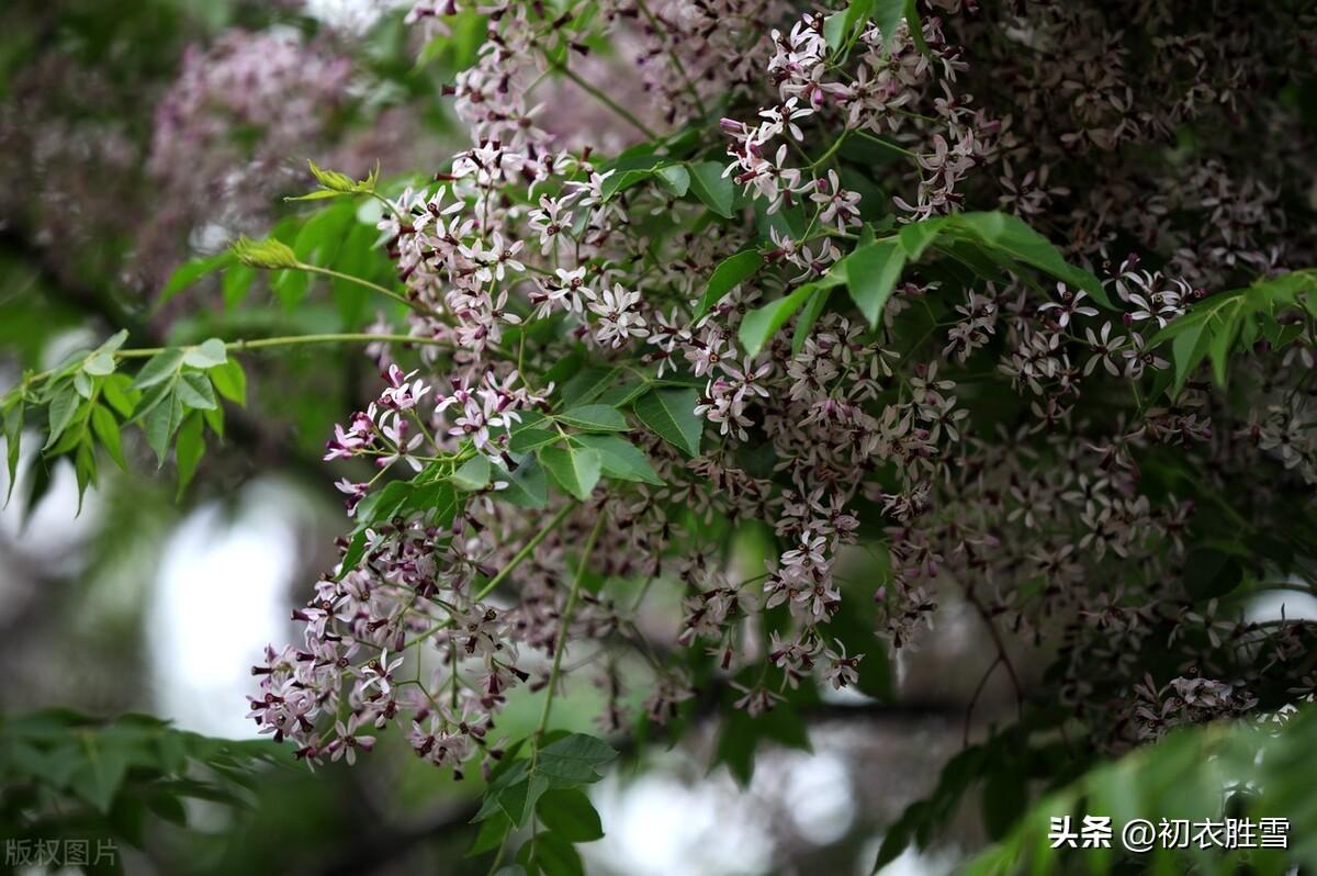 晚春楝花古诗五首（谷雨秧芽动，楝风花信来）