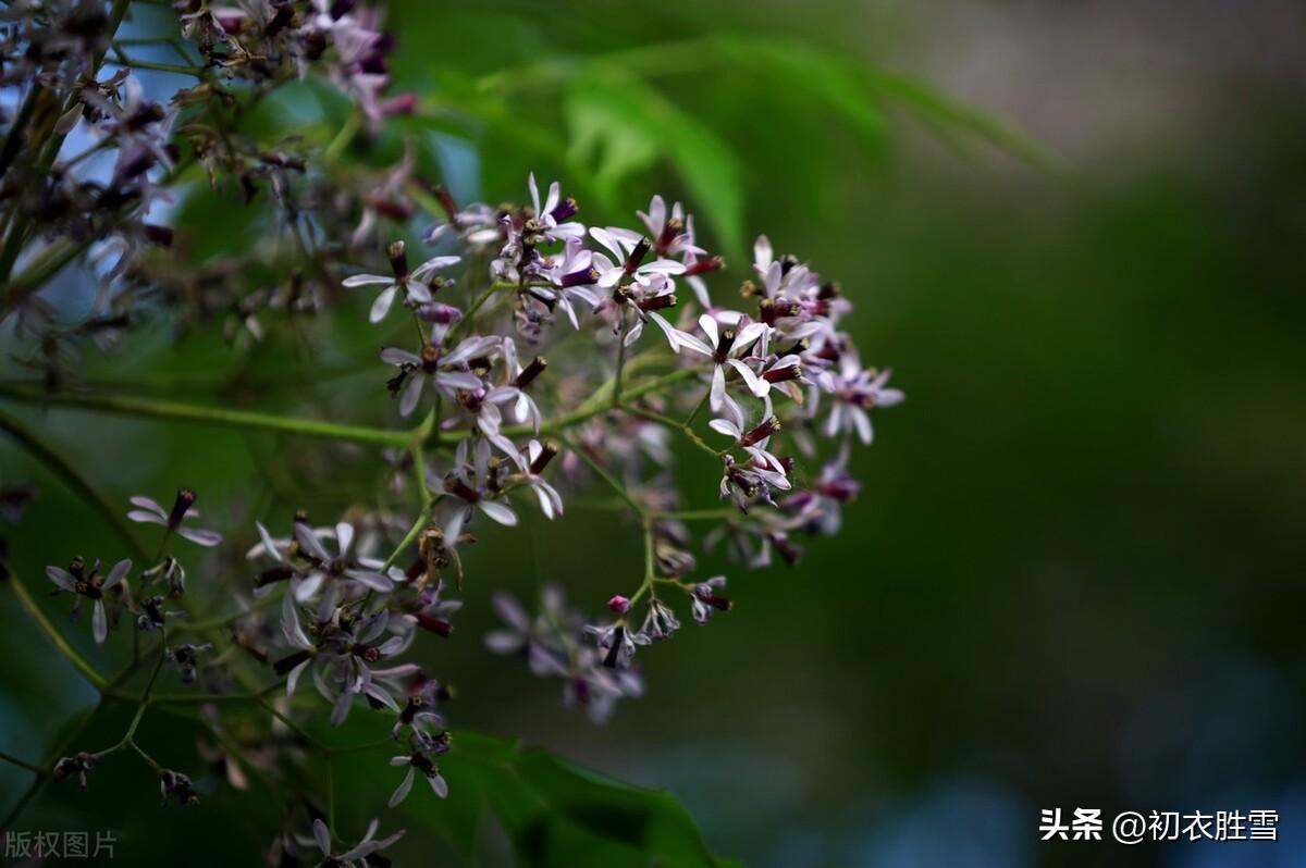 晚春楝花古诗五首（谷雨秧芽动，楝风花信来）