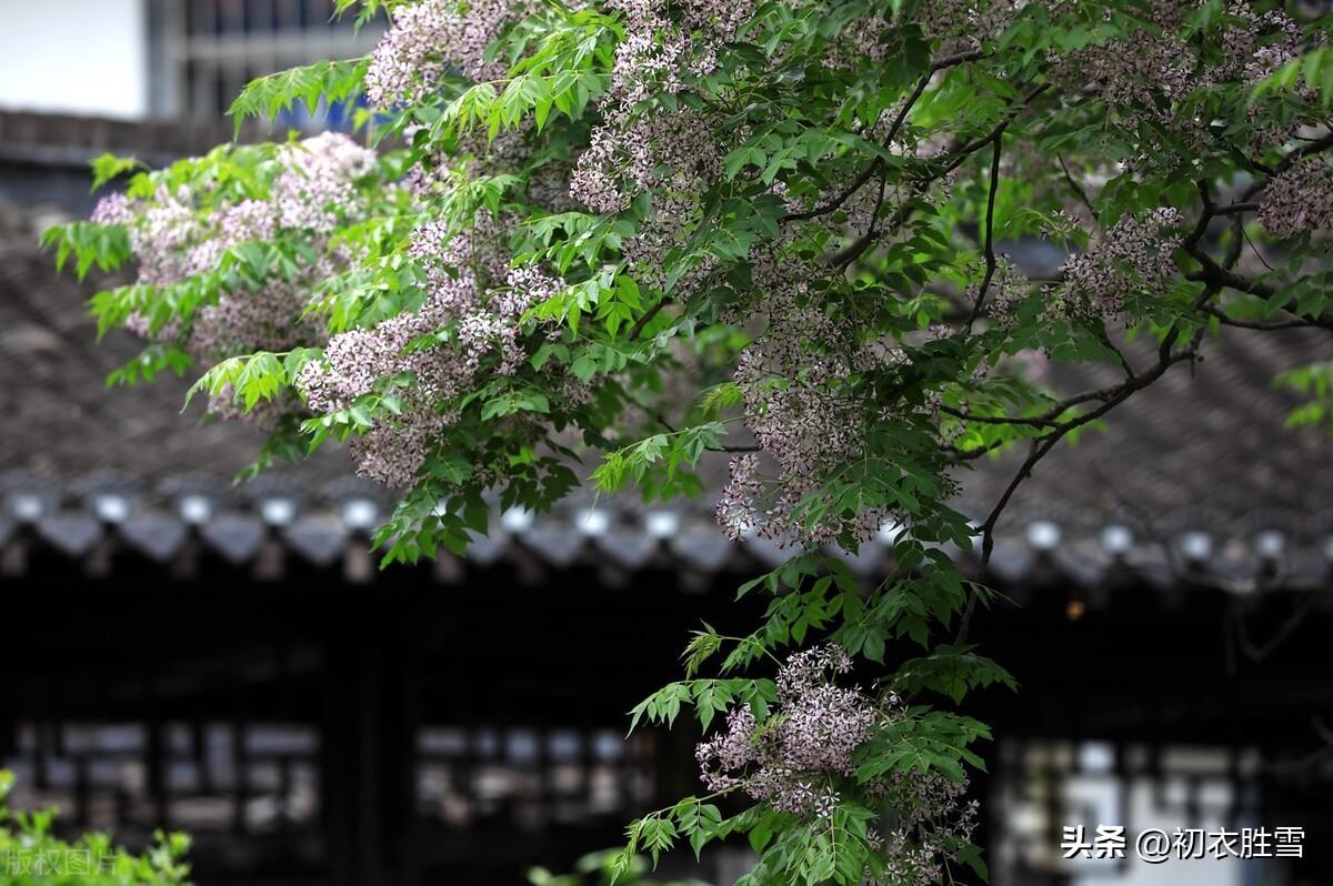 晚春楝花古诗五首（谷雨秧芽动，楝风花信来）