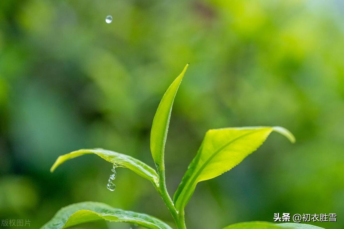 谷雨古诗五首赏析（谈谈谷雨与茶，谷雨晴时正摘茶）