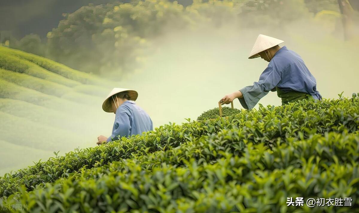 谷雨古诗五首赏析（谈谈谷雨与茶，谷雨晴时正摘茶）