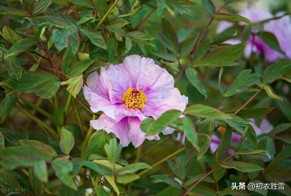 谷雨节气四首赏析（东风入户牡丹热，家山谷雨正芳菲）