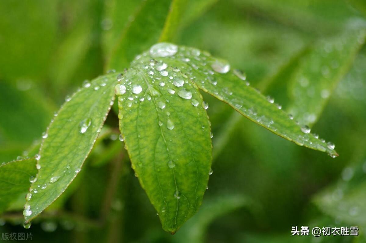 谷雨节气田园古诗六首（谷雨才耕遍，并手摘芳烟）