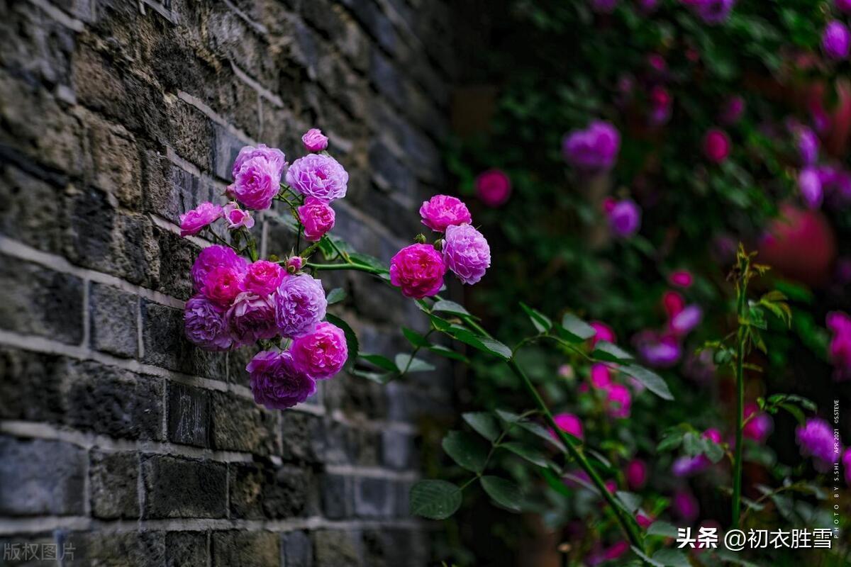 晚春野蔷薇五首古诗（蔷薇性野难拘束，却过邻家屋上红）