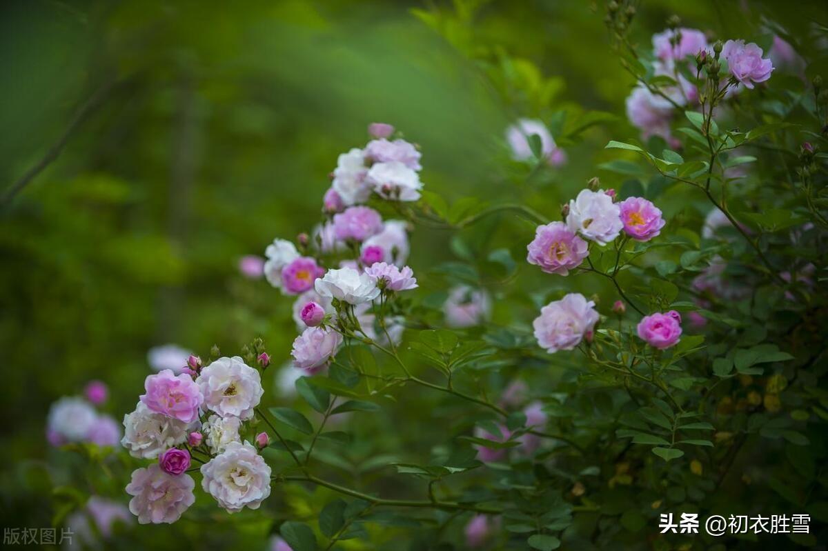 晚春野蔷薇五首古诗（蔷薇性野难拘束，却过邻家屋上红）