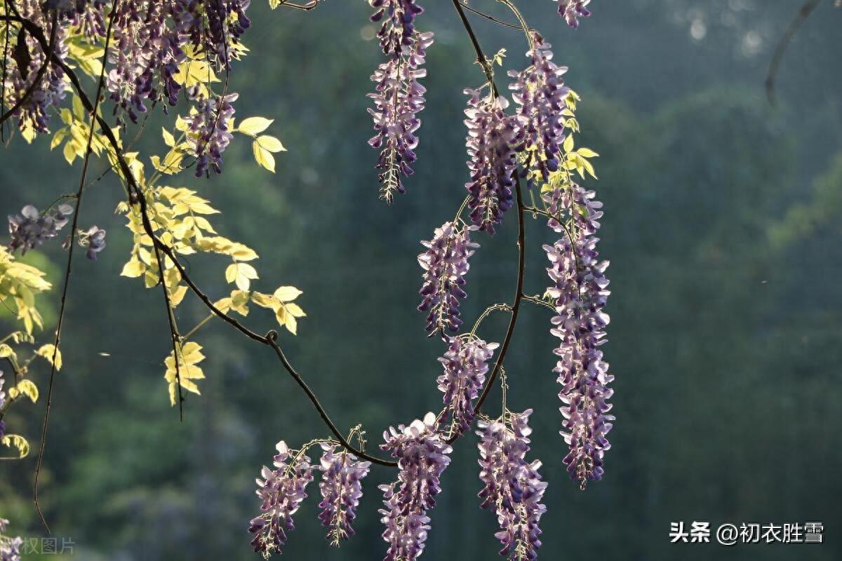 晚春紫藤花六首古诗（紫藤架底倚胡床，哪觉人间白日长）