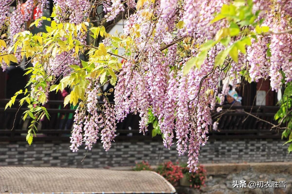 晚春紫藤花六首古诗（紫藤架底倚胡床，哪觉人间白日长）