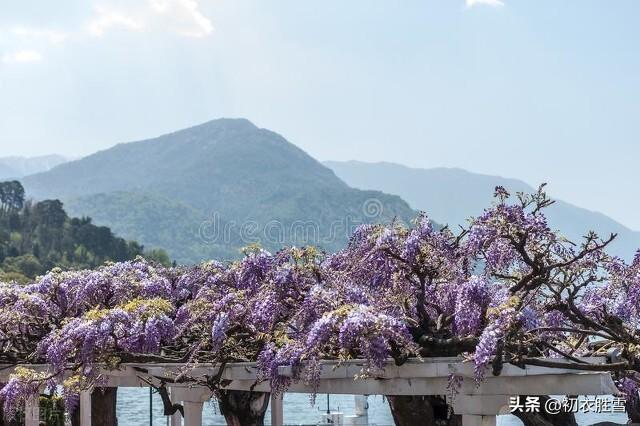 晚春紫藤花六首古诗（紫藤架底倚胡床，哪觉人间白日长）