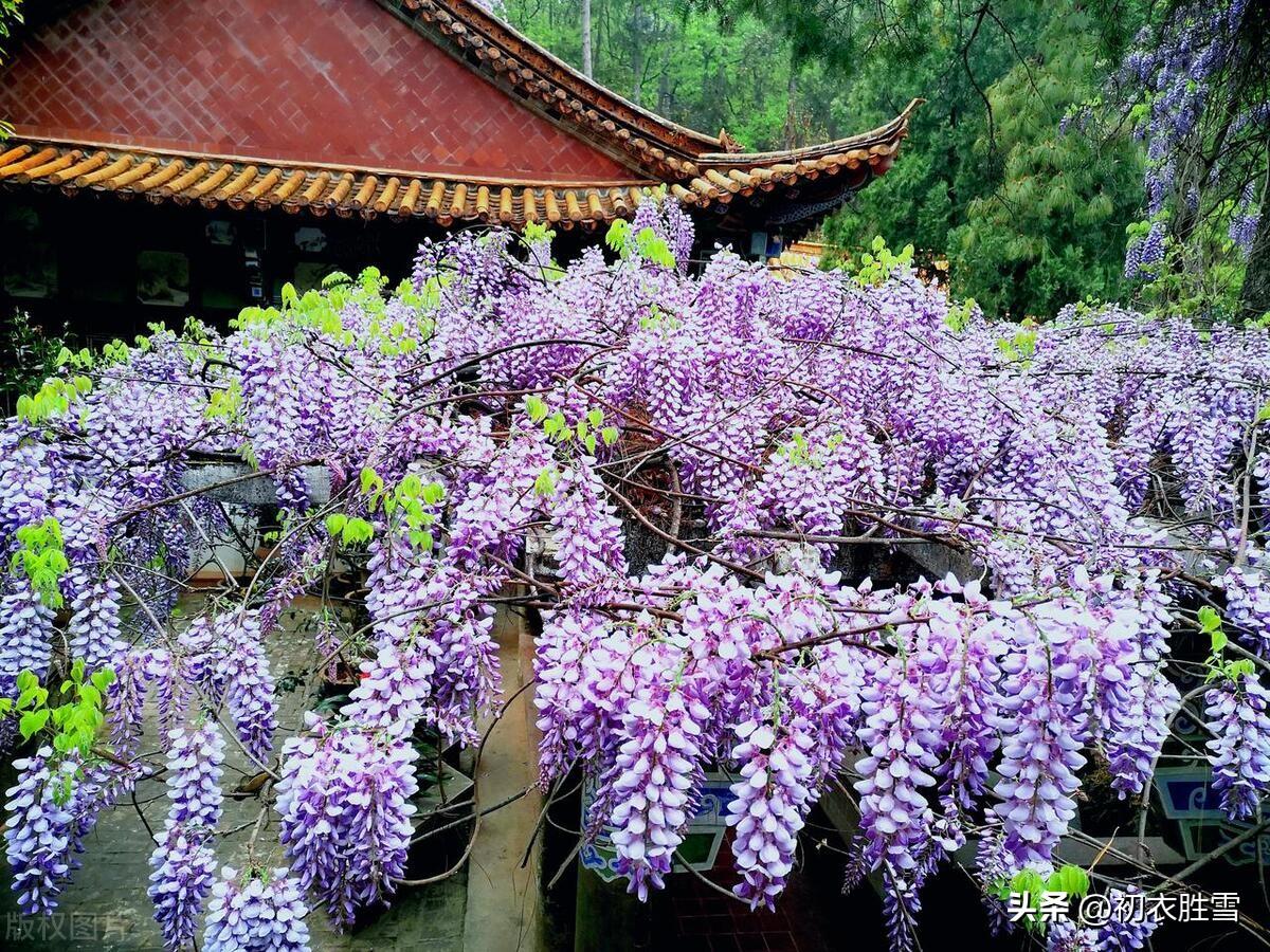 晚春紫藤花六首古诗（紫藤架底倚胡床，哪觉人间白日长）