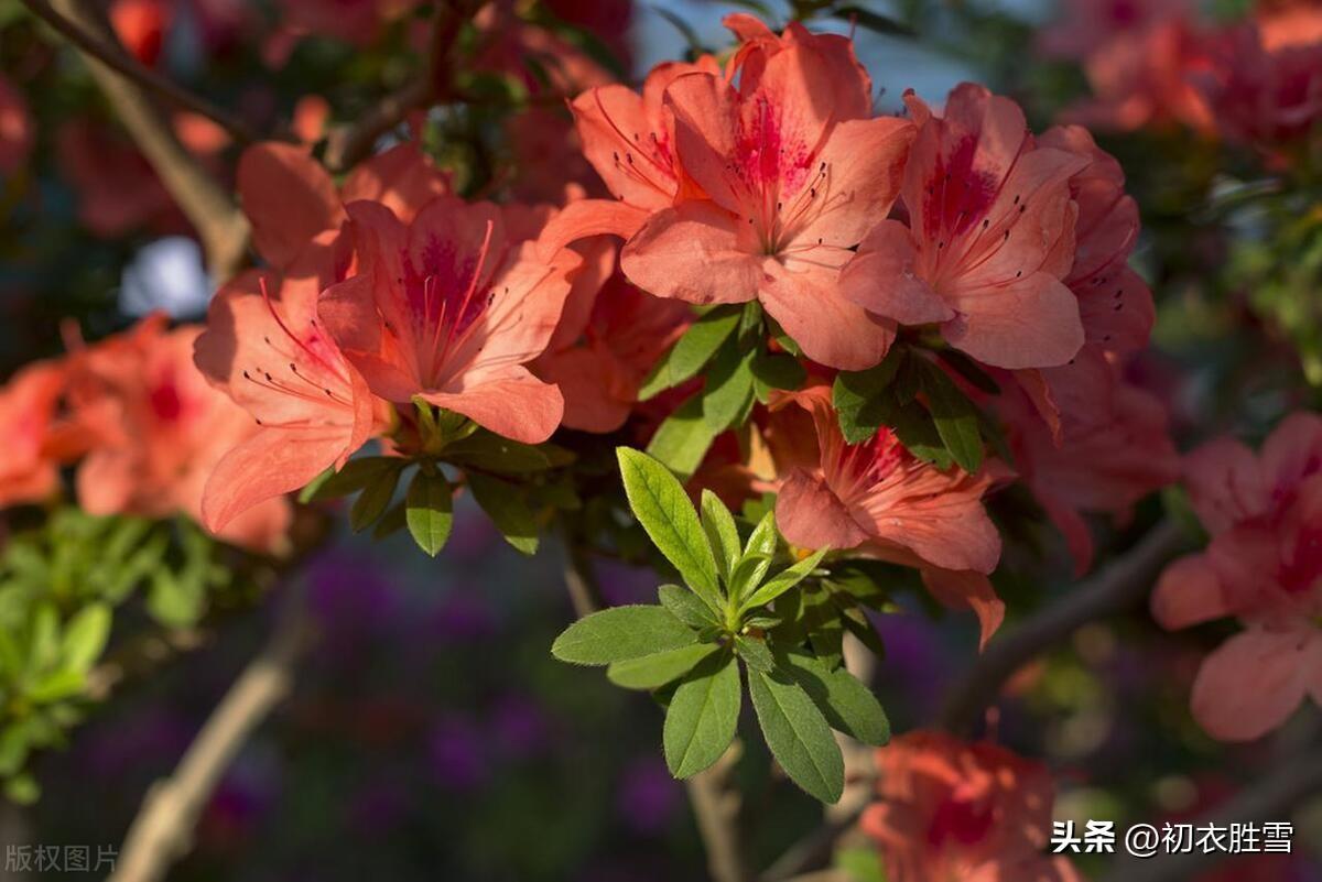 杜鹃花经典古诗大全（杜鹃花古诗五首）