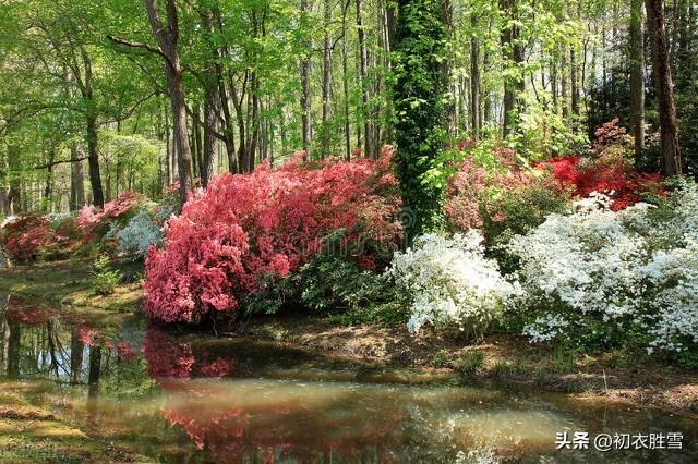 杜鹃花经典古诗大全（杜鹃花古诗五首）