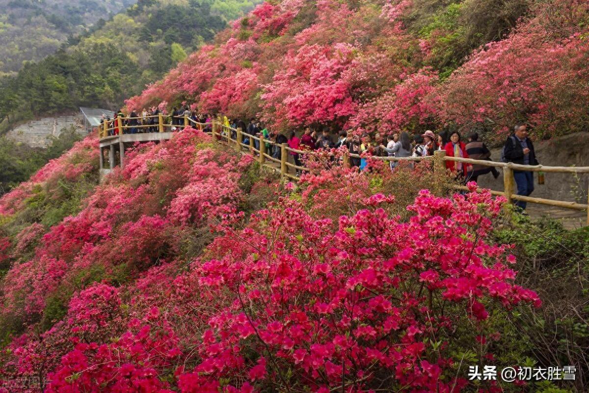 杜鹃花经典古诗大全（杜鹃花古诗五首）