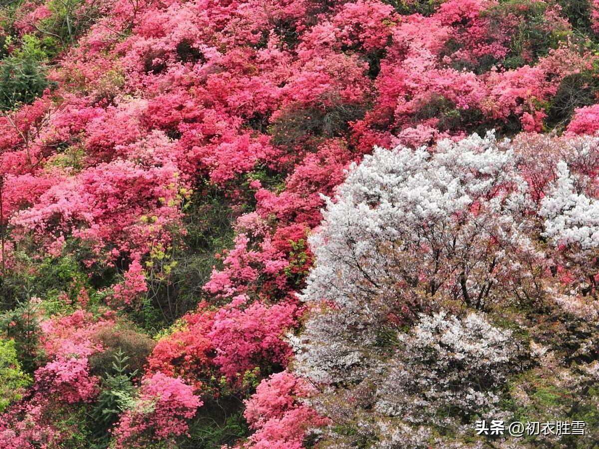 杜鹃花经典古诗大全（杜鹃花古诗五首）