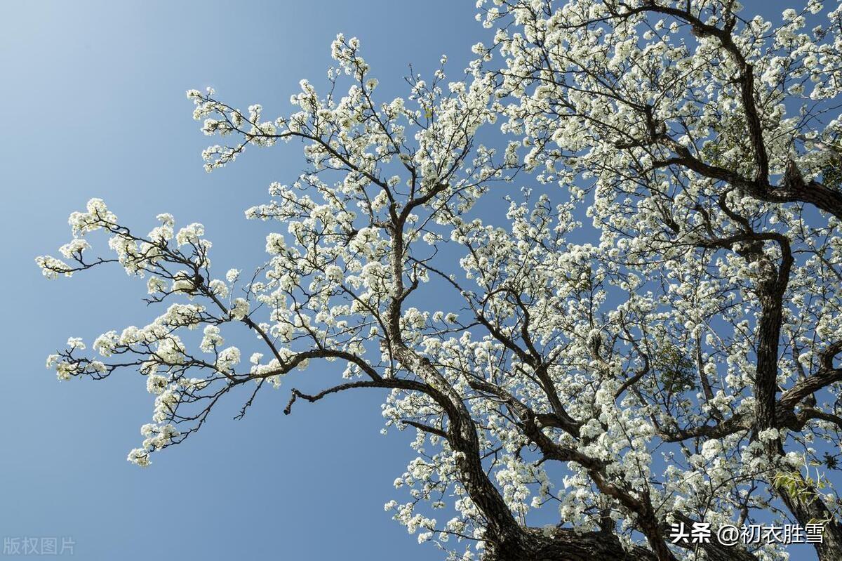 清明节气梨花六首古诗（梨花风起正清明，暖风迟日醉梨花）