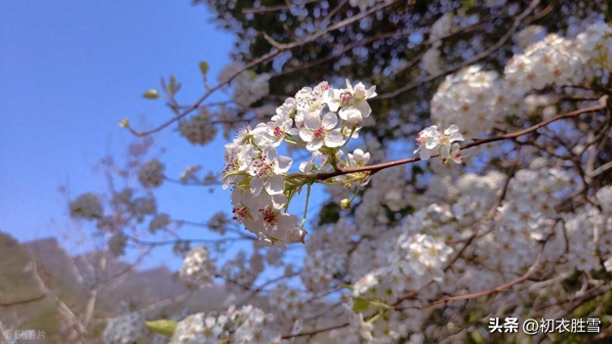 清明节气梨花六首古诗（梨花风起正清明，暖风迟日醉梨花）