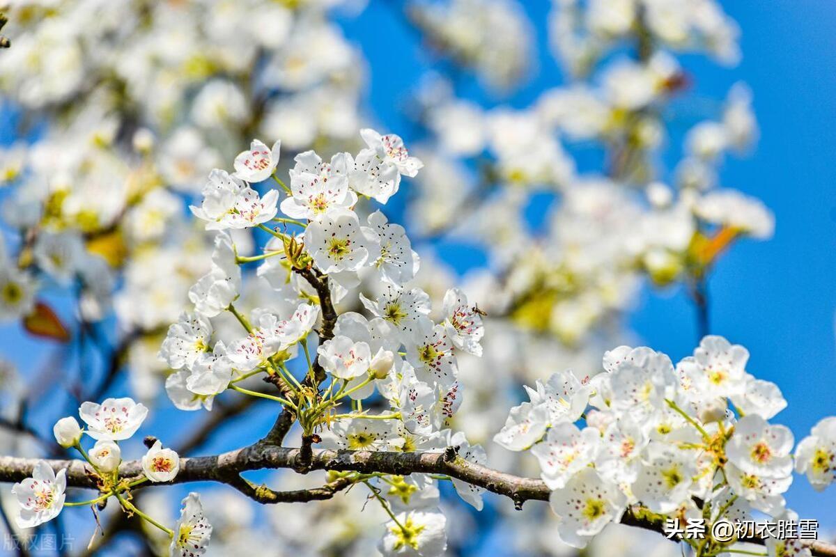 清明节气梨花六首古诗（梨花风起正清明，暖风迟日醉梨花）