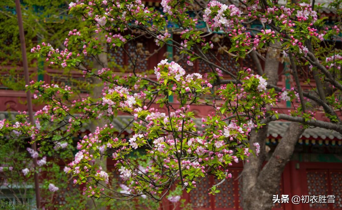 海棠花经典古诗词（海棠花诗词三首）