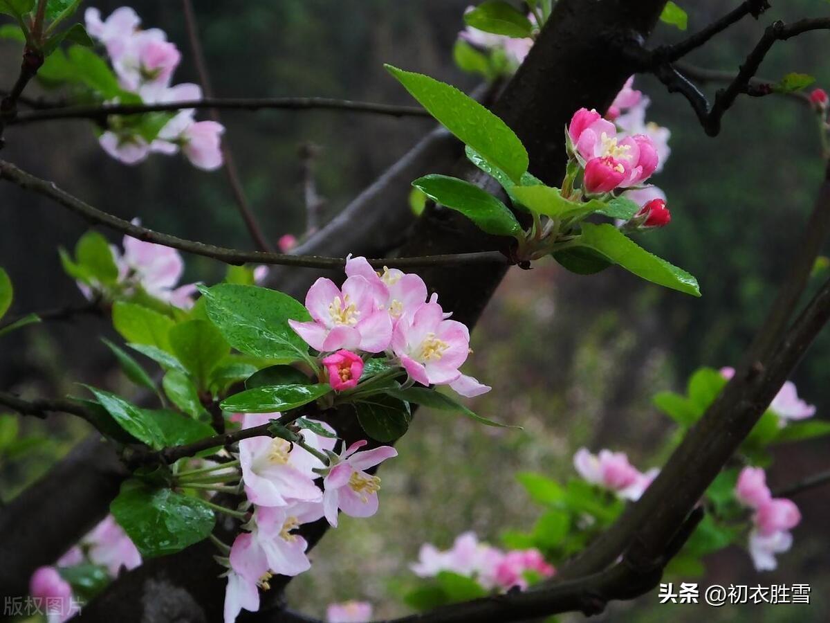 海棠花经典古诗词（海棠花诗词三首）