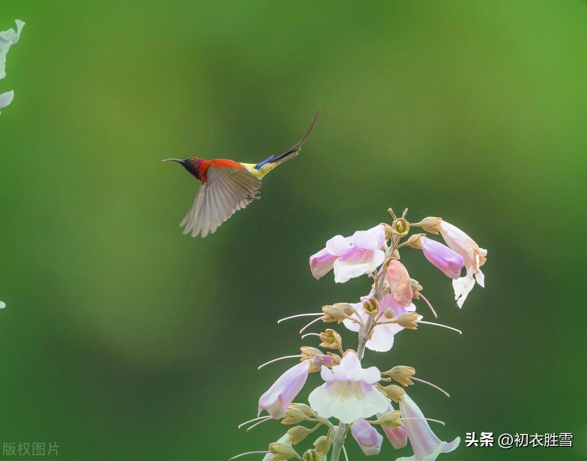 桐花美诗五首赏析（烂漫桐花二月天，千枫拥出一桐花）