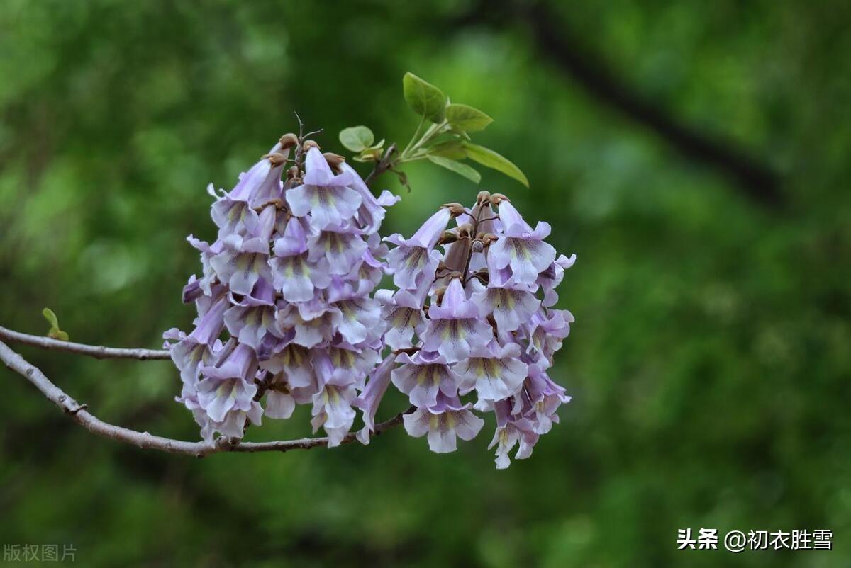 桐花美诗五首赏析（烂漫桐花二月天，千枫拥出一桐花）