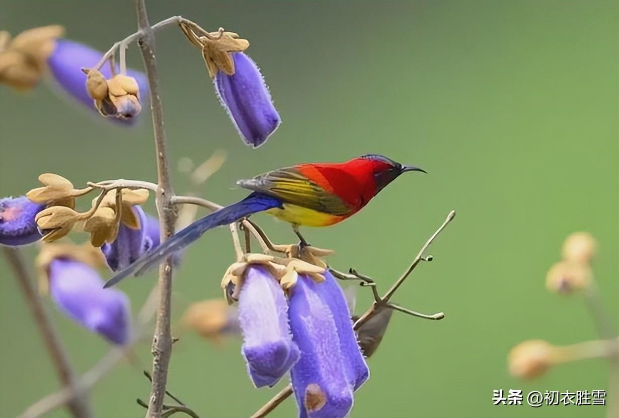 桐花美诗五首赏析（烂漫桐花二月天，千枫拥出一桐花）