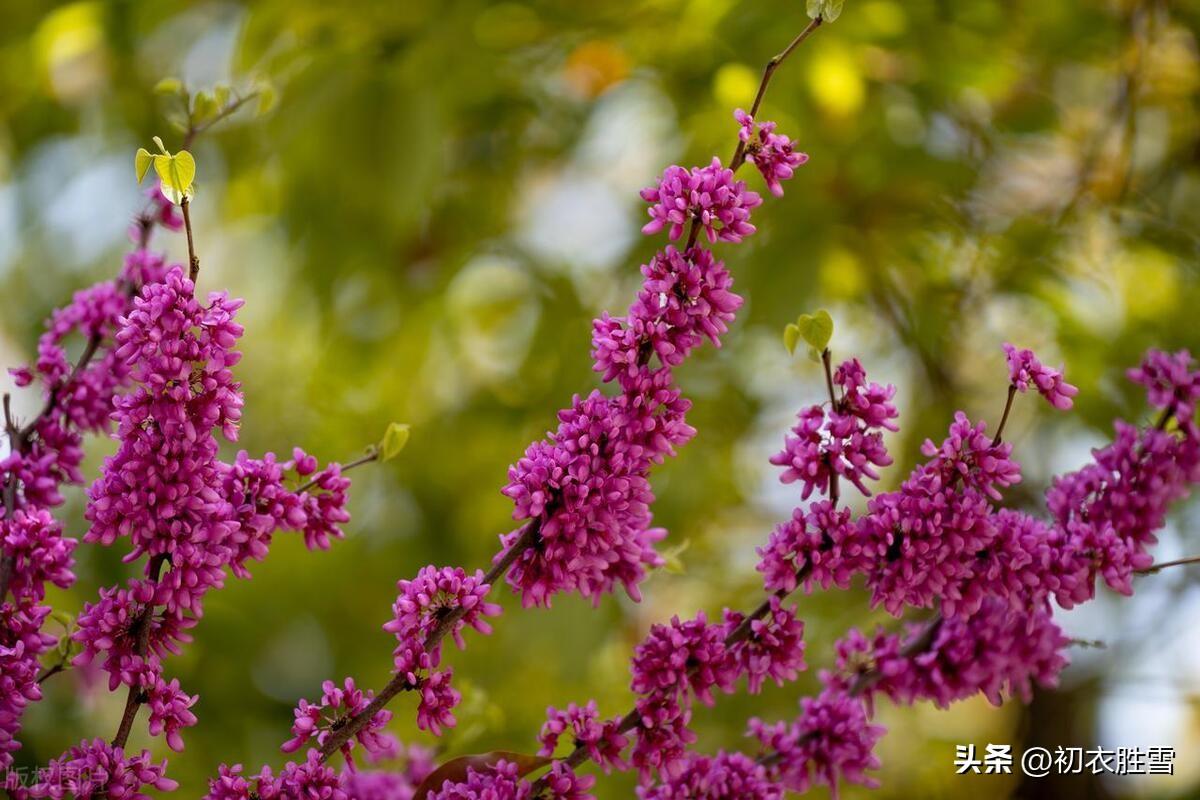 春树紫荆花五首古诗（风吹紫荆树，共欢弄春英）