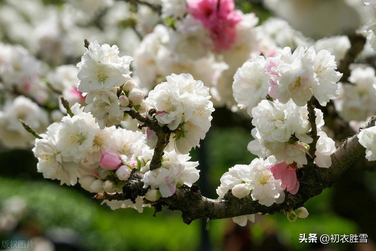 碧桃花五首古诗（月斜风撼碧桃枝，浅碧微开烟雨中）