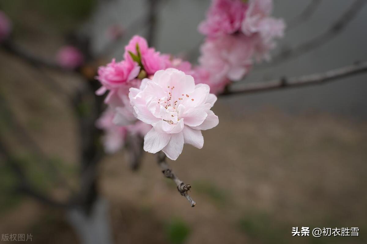 碧桃花五首古诗（月斜风撼碧桃枝，浅碧微开烟雨中）