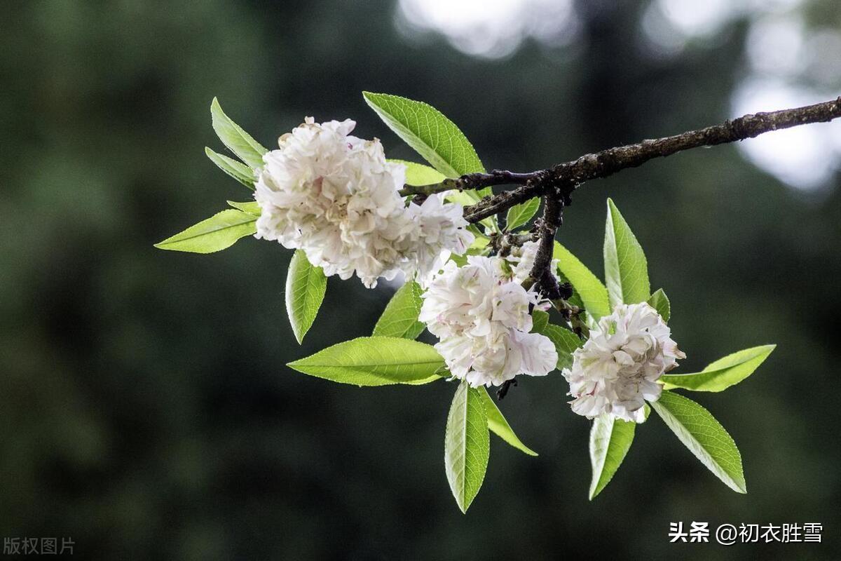 碧桃花五首古诗（月斜风撼碧桃枝，浅碧微开烟雨中）