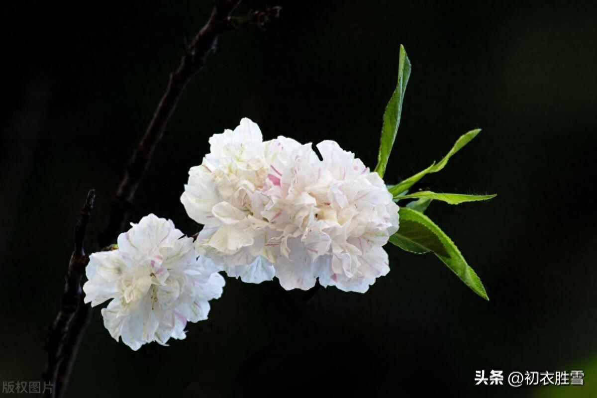 碧桃花五首古诗（月斜风撼碧桃枝，浅碧微开烟雨中）