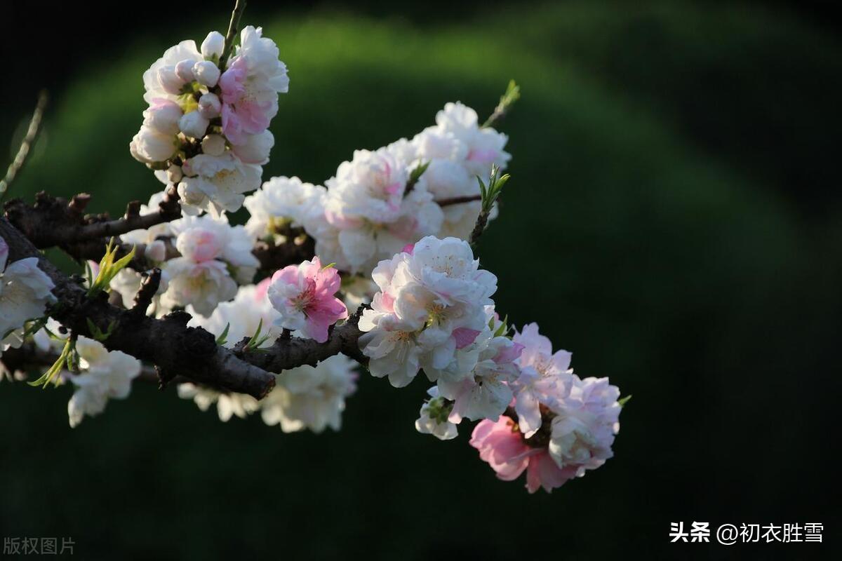 碧桃花五首古诗（月斜风撼碧桃枝，浅碧微开烟雨中）