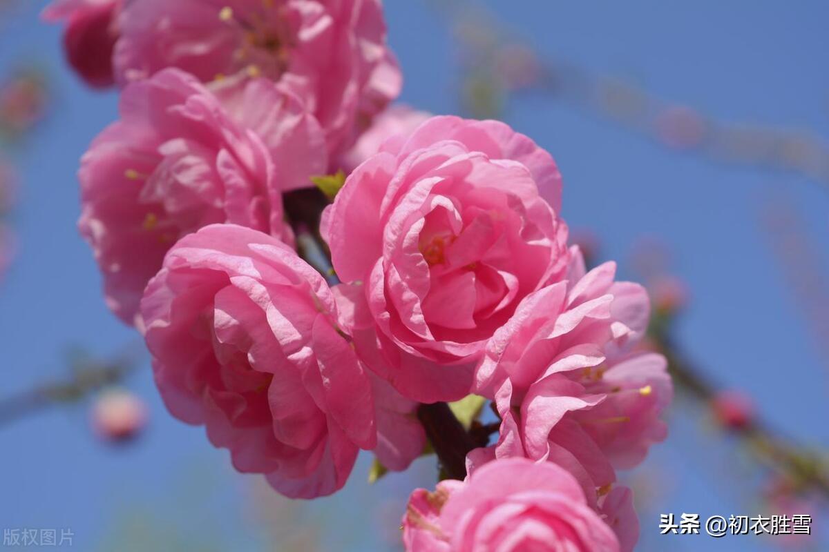 碧桃花五首古诗（月斜风撼碧桃枝，浅碧微开烟雨中）