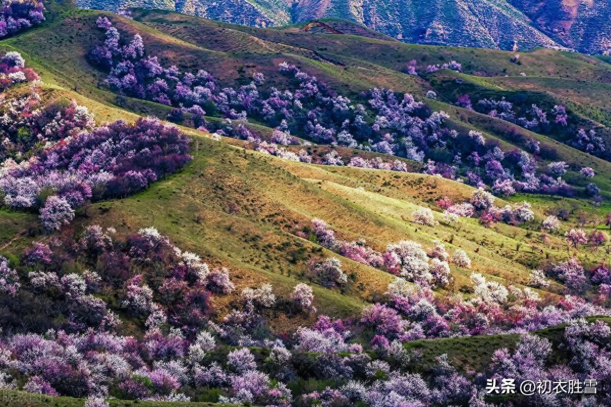 春半古诗六首赏析（春半梁山正落花，可怜春半不还家）