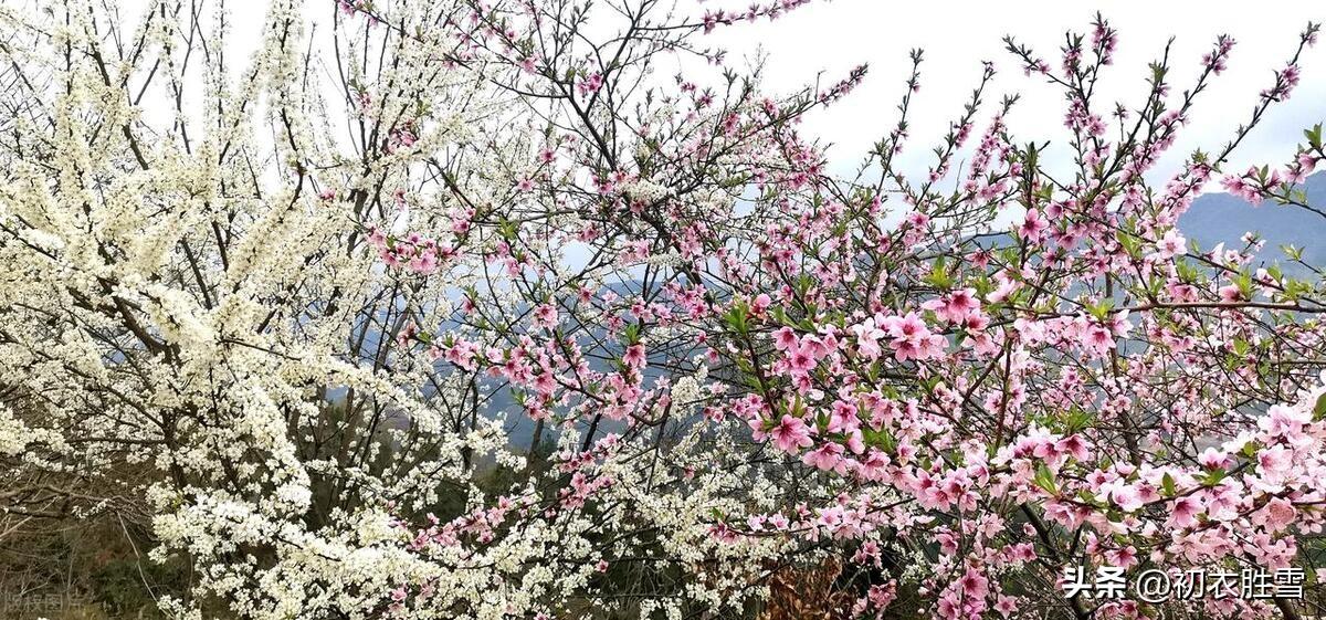 春半古诗六首赏析（春半梁山正落花，可怜春半不还家）