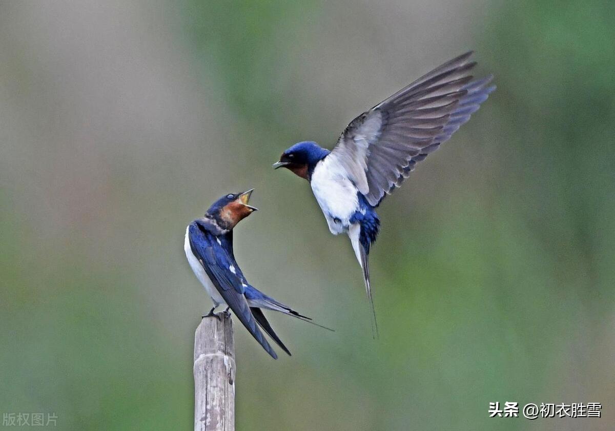 春分四首唯美古诗（谁把春光，平分一半）