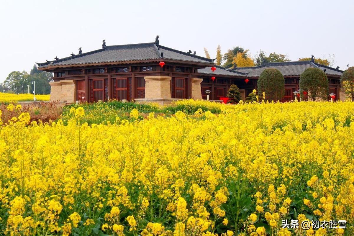 春日油菜花五首古诗（桃花净尽菜花开，汉南汉北满平田）