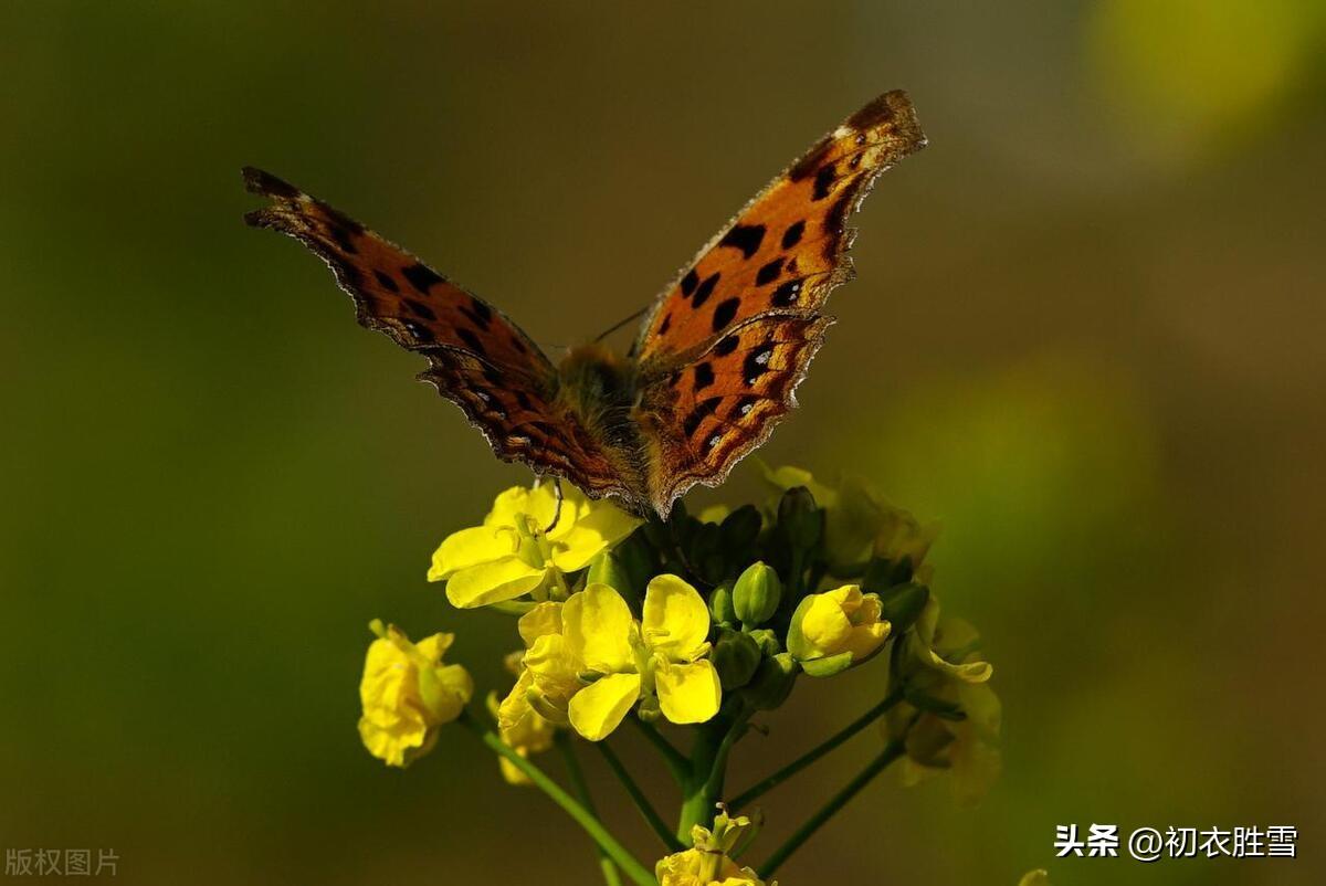 春日油菜花五首古诗（桃花净尽菜花开，汉南汉北满平田）