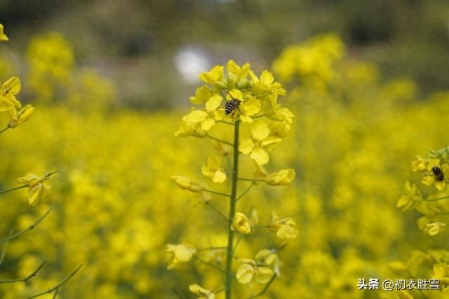 春日油菜花五首古诗（桃花净尽菜花开，汉南汉北满平田）