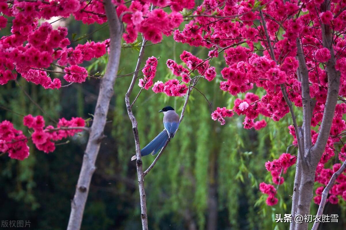 清新二月二诗词五首（二月二日桃花新，东风生物来无垠）