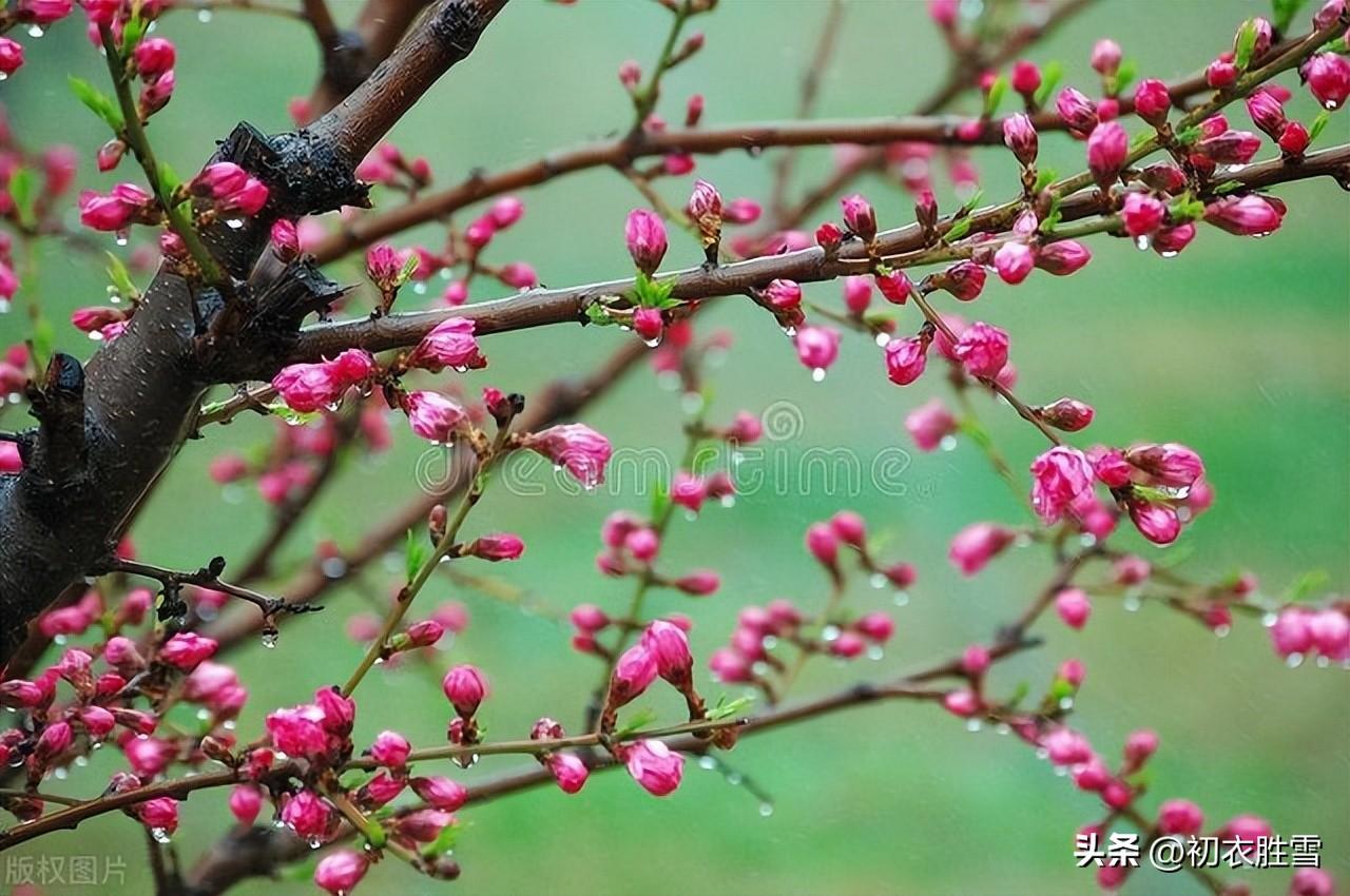 惊蛰节气五首优美古诗（霹雳一声惊蛰起，春笋高插碧云边）